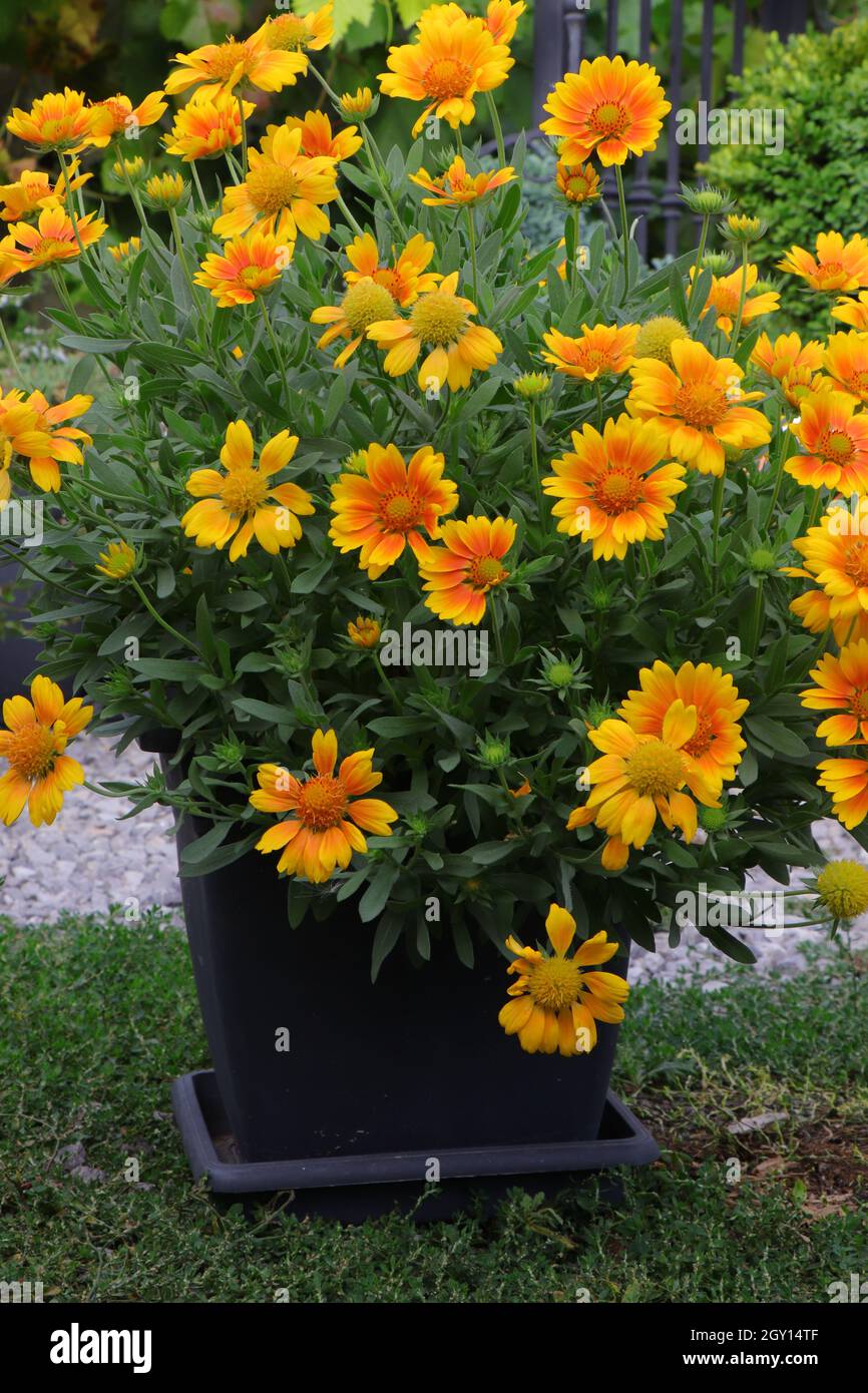 Gaillardia x grandiflora mesa peach blanket flower hires stock photography and images Alamy