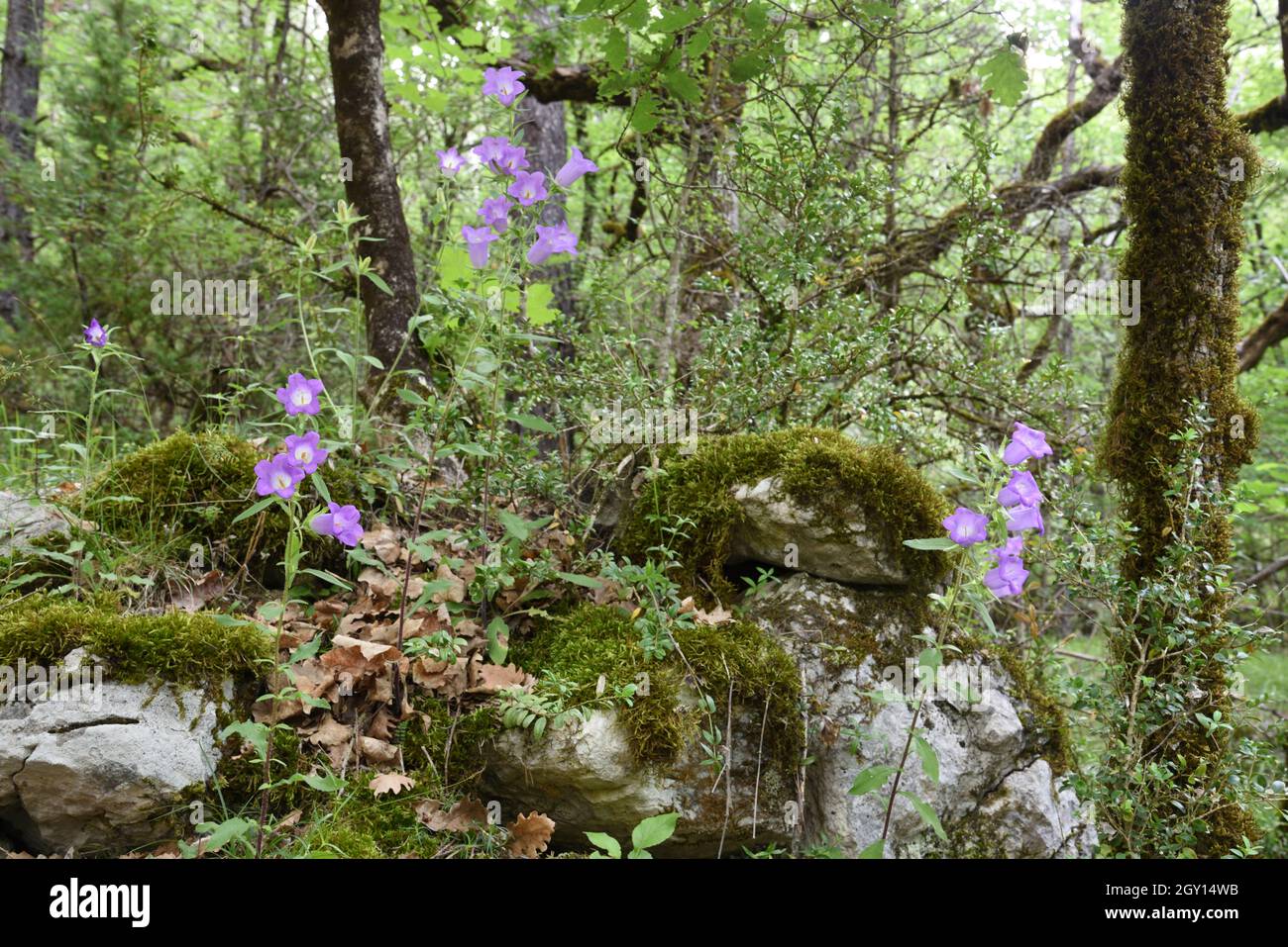 Nettle-leaved Bellflowers, Nettle-leaved Bellflower, Campanula trachelium in Forest Setting Verdon Regional Park Provence France Stock Photo