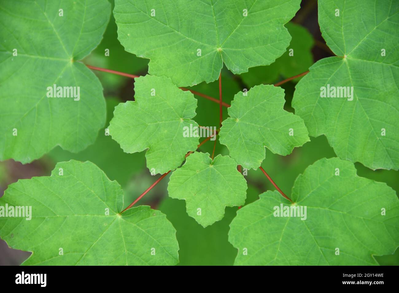 Leaves or Leaf Pattern of Italian Maple Acer opalus Stock Photo