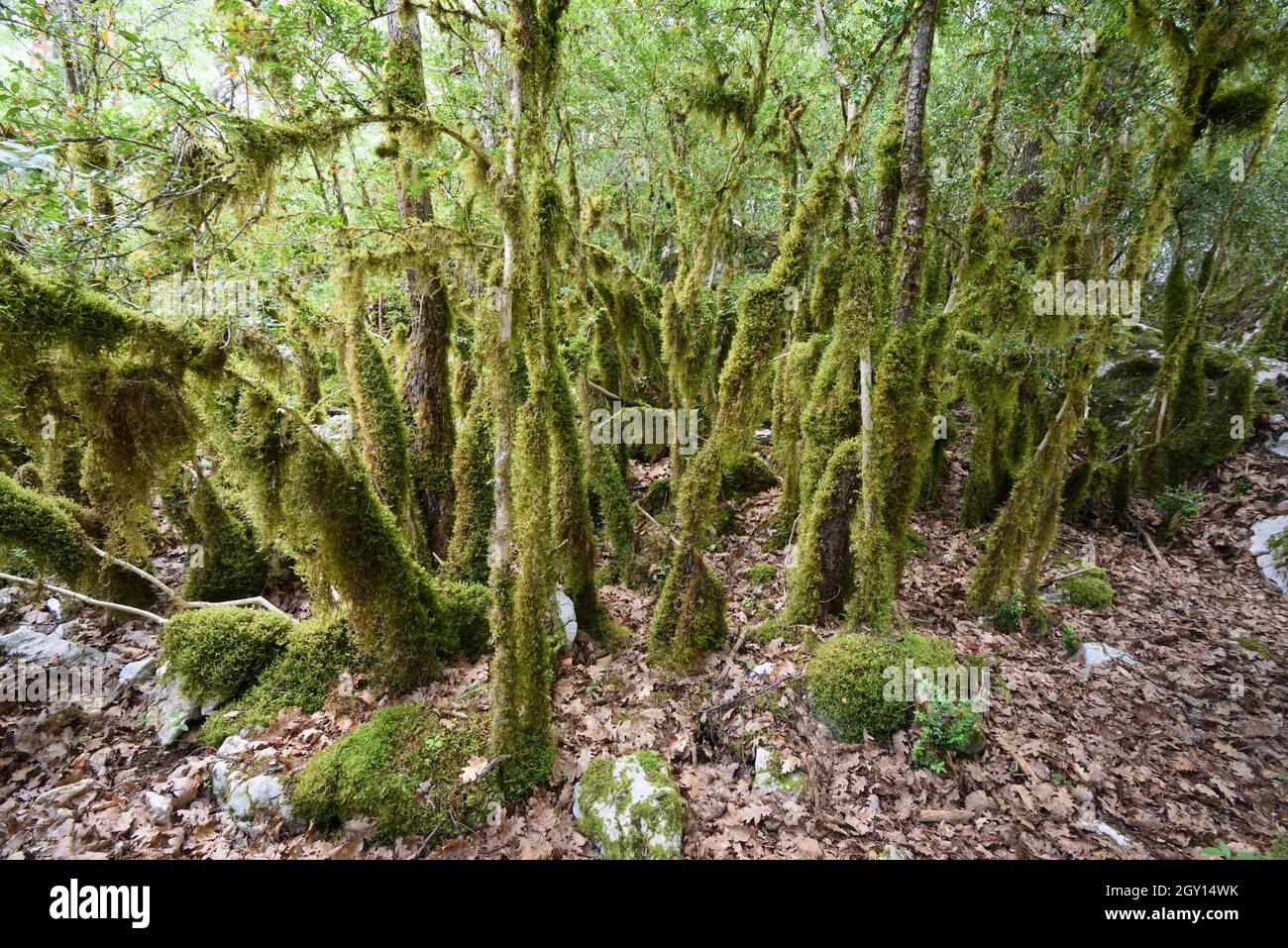 Moss Covered Trees, Mossy Forest or Old Growth Forest in the Verdon Gorge Regional Park or Nature Reserve Alpes-de-Haute-Provence Provence France Stock Photo