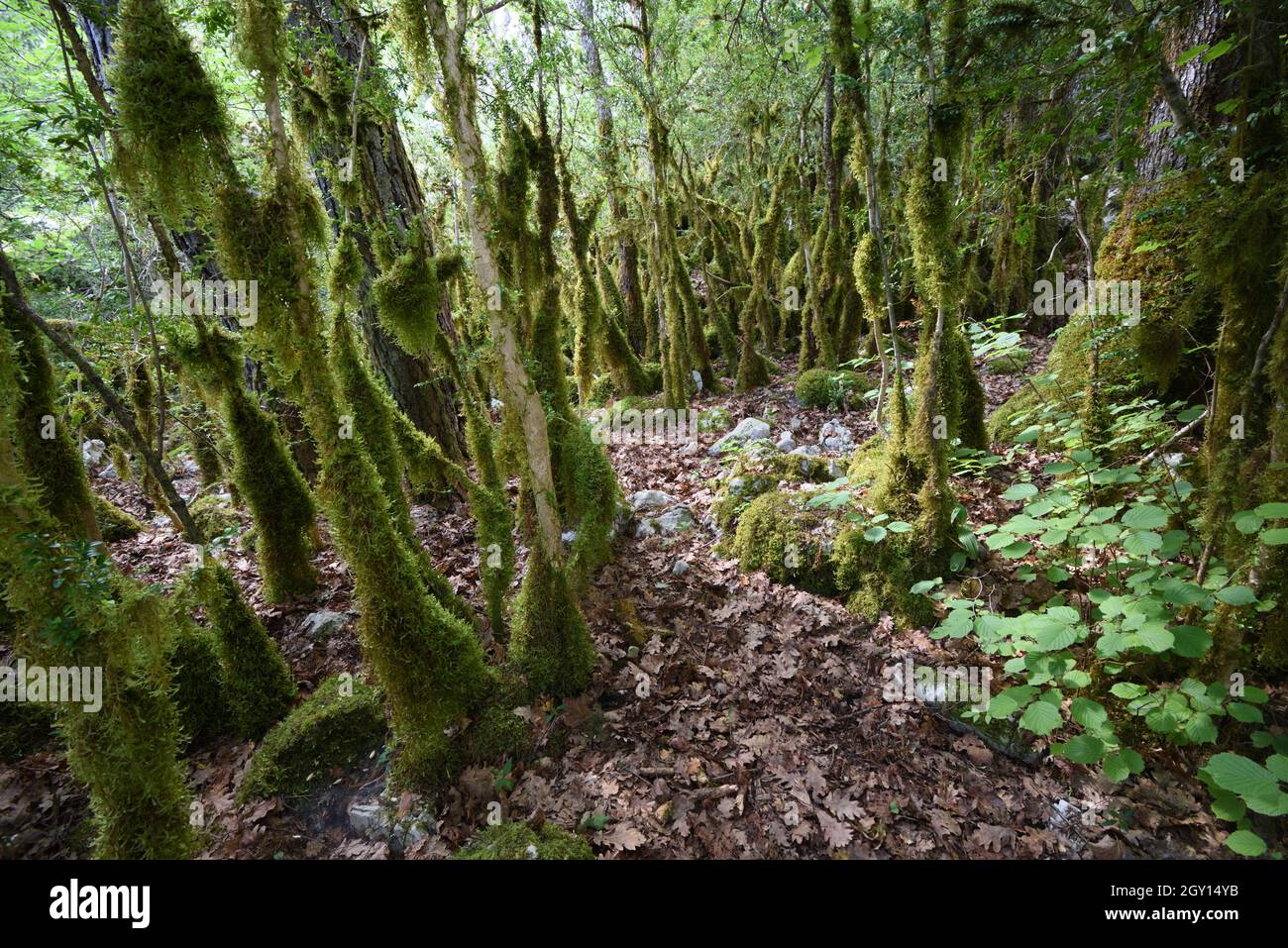 Moss Covered Trees, Mossy Forest or Old Growth Forest in the Verdon Gorge Regional Park or Nature Reserve Alpes-de-Haute-Provence Provence France Stock Photo