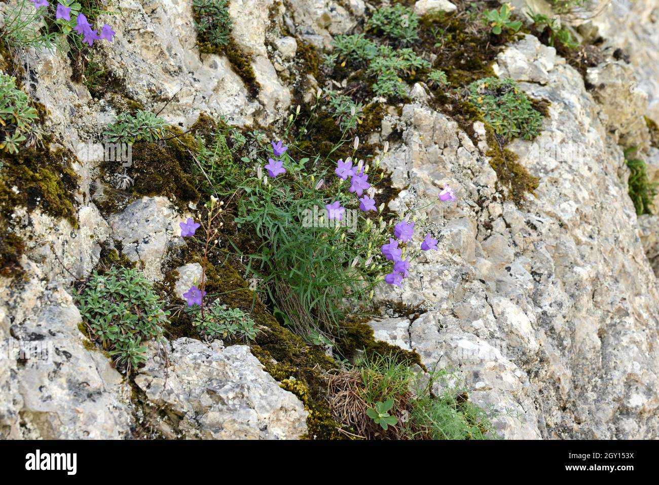 Harebell or Bluebell, Campanula rotundifolia, aka Blawort, Hair-bell, Lady's Thimble, Witch's Bells & Witch's Thimbles Growing Rocky Outcrop Provence Stock Photo