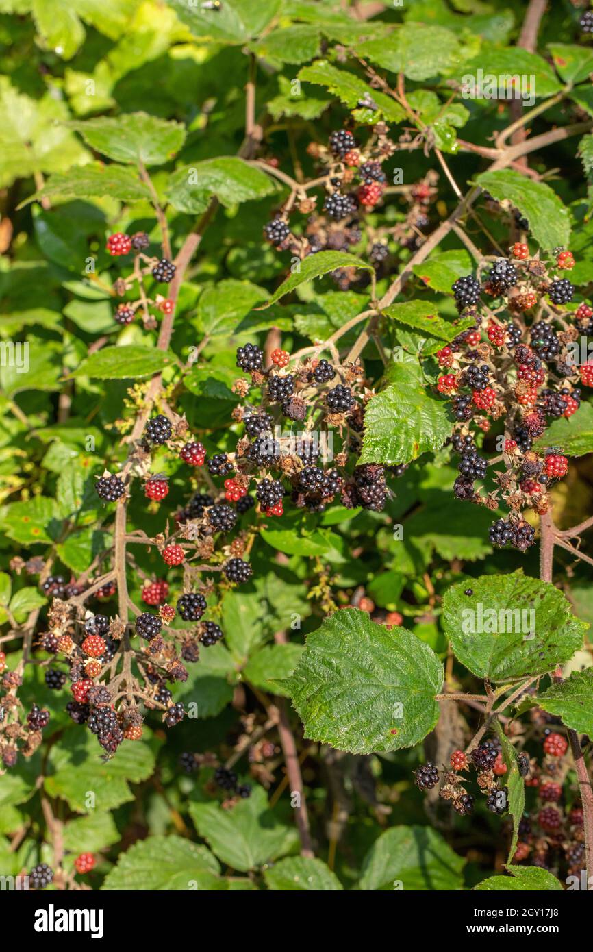 Bramble fruits, or Blackberries (Rubus fruticosus). Late summer early autumn, nature’s bounty, sesonal, fruitfulness, ‘close friend of the maturing su Stock Photo