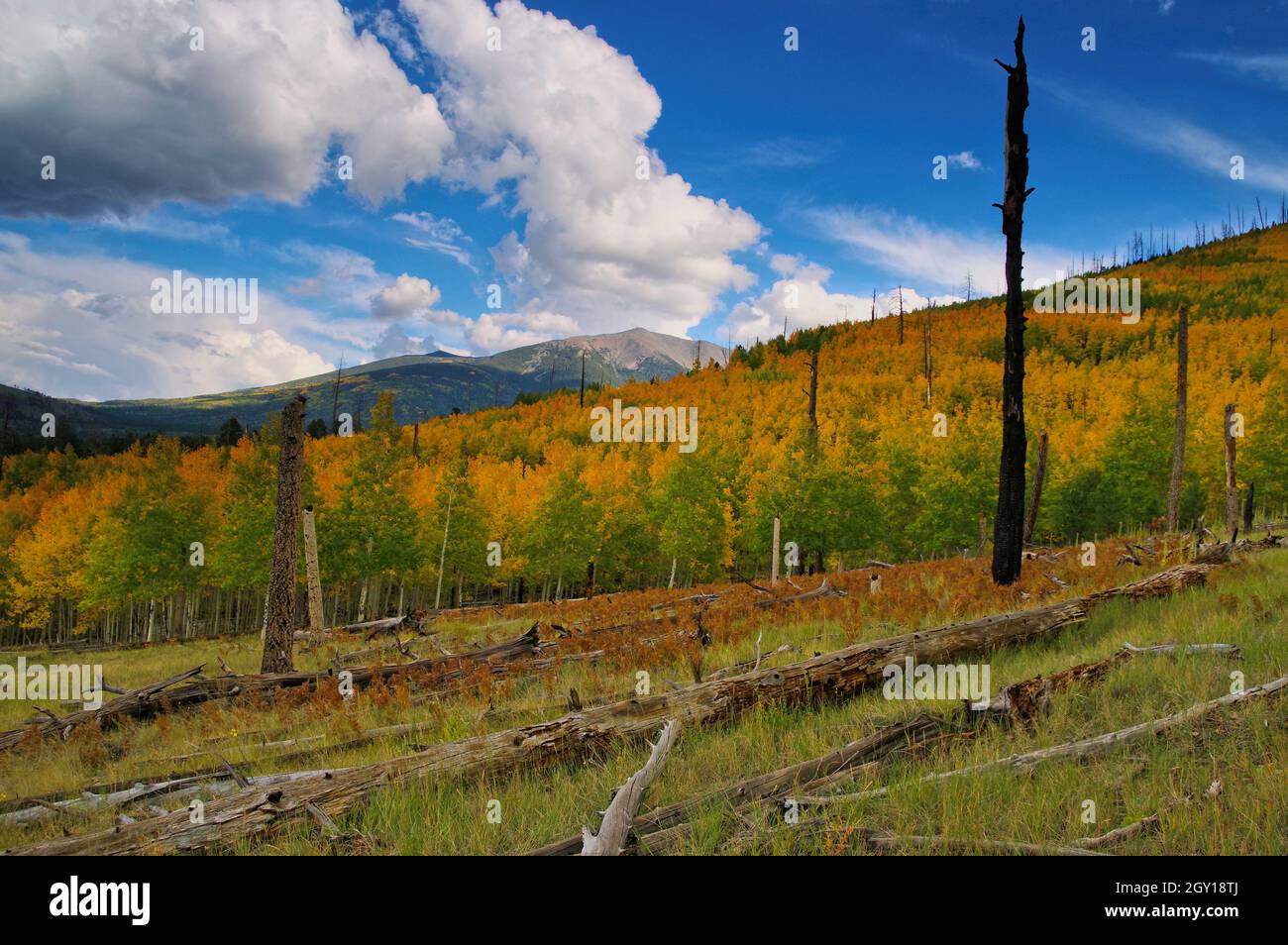 Fall color, Hochderffer Hills, Arizona Stock Photo
