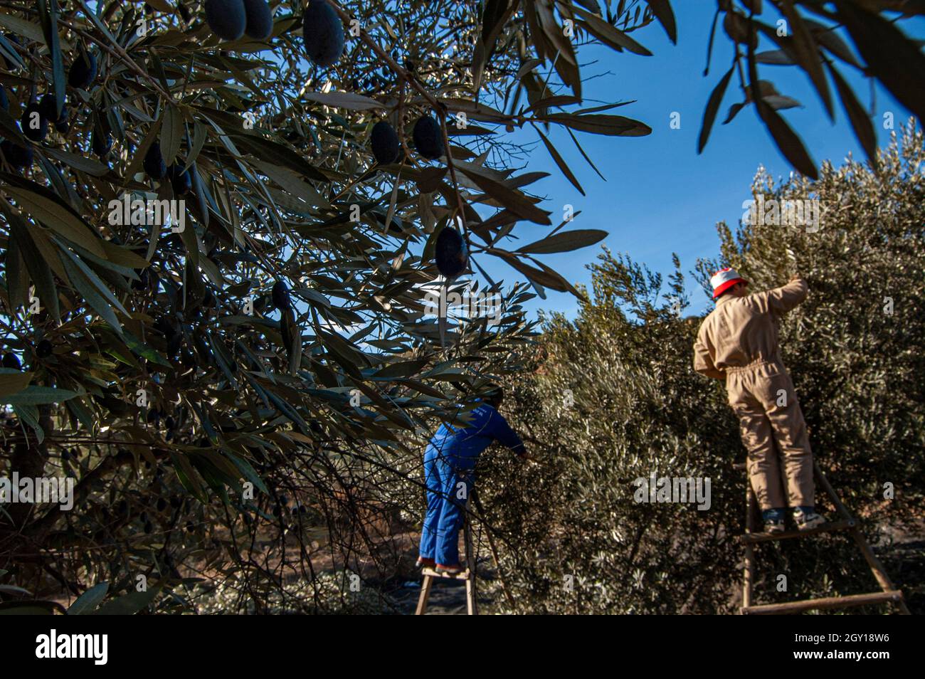 Harvesting olives for the manufacture of olive oil Stock Photo