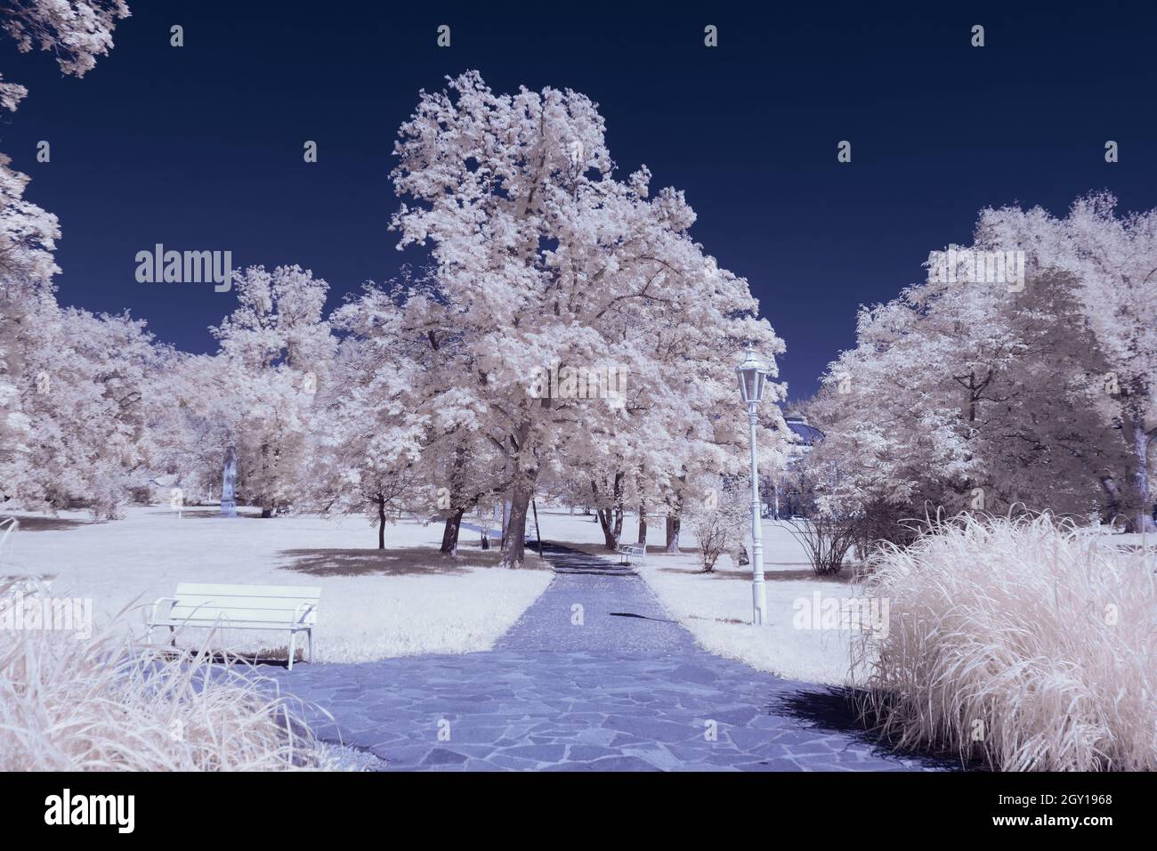 Infrared landscape with glowing white vegetation using 720nm filter ...
