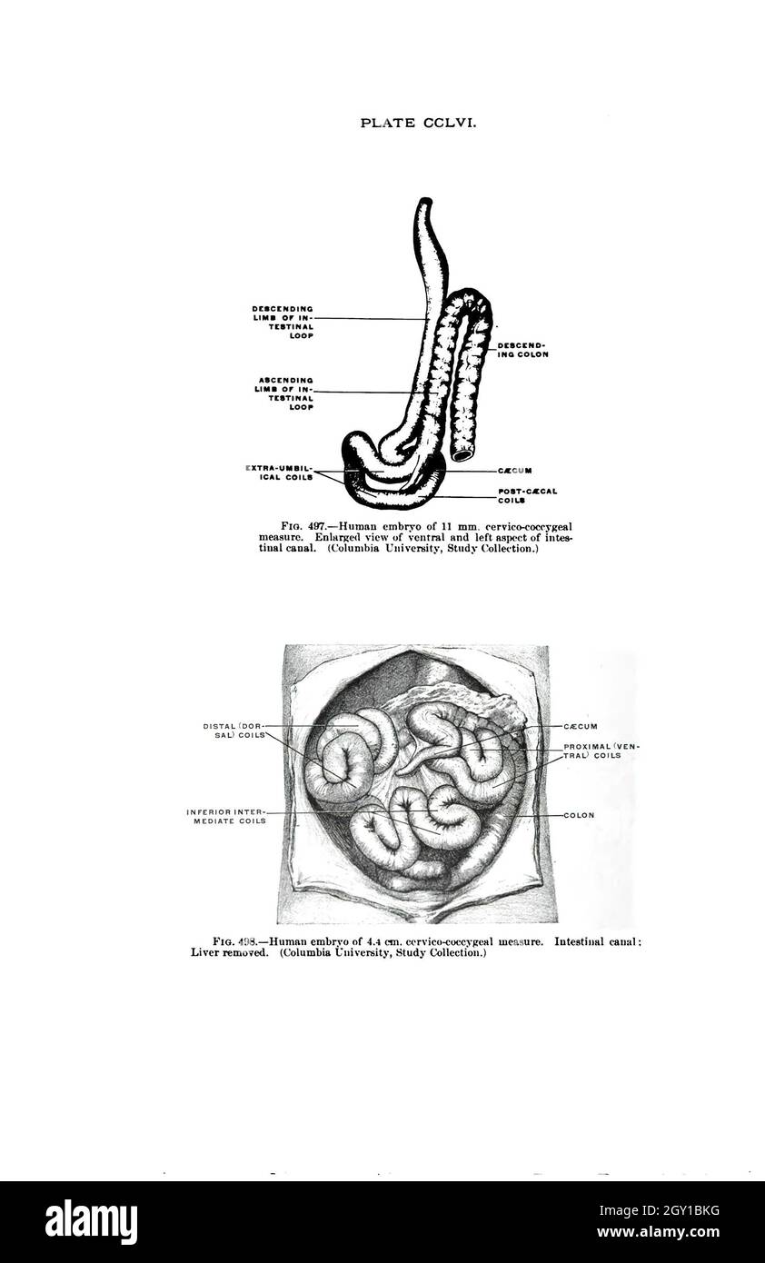 Scanned page of an anatomy textbook from the 19th century Stock Photo ...