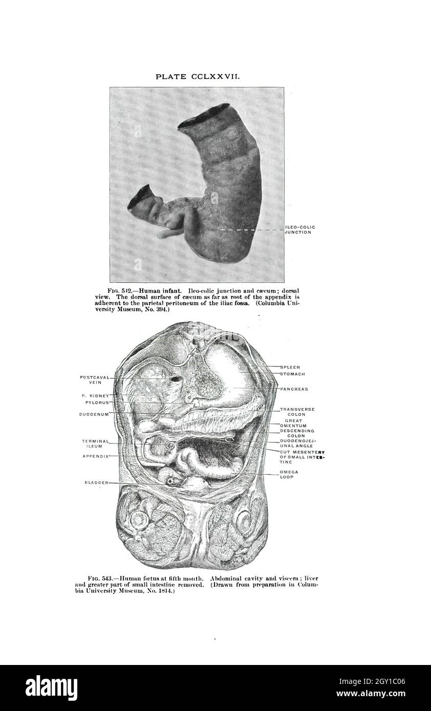 Scanned page of an anatomy textbook from the 19th century Stock Photo ...