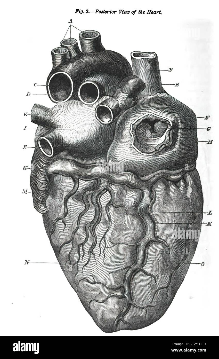 Scanned page of an anatomy textbook from the 19th century Stock Photo ...