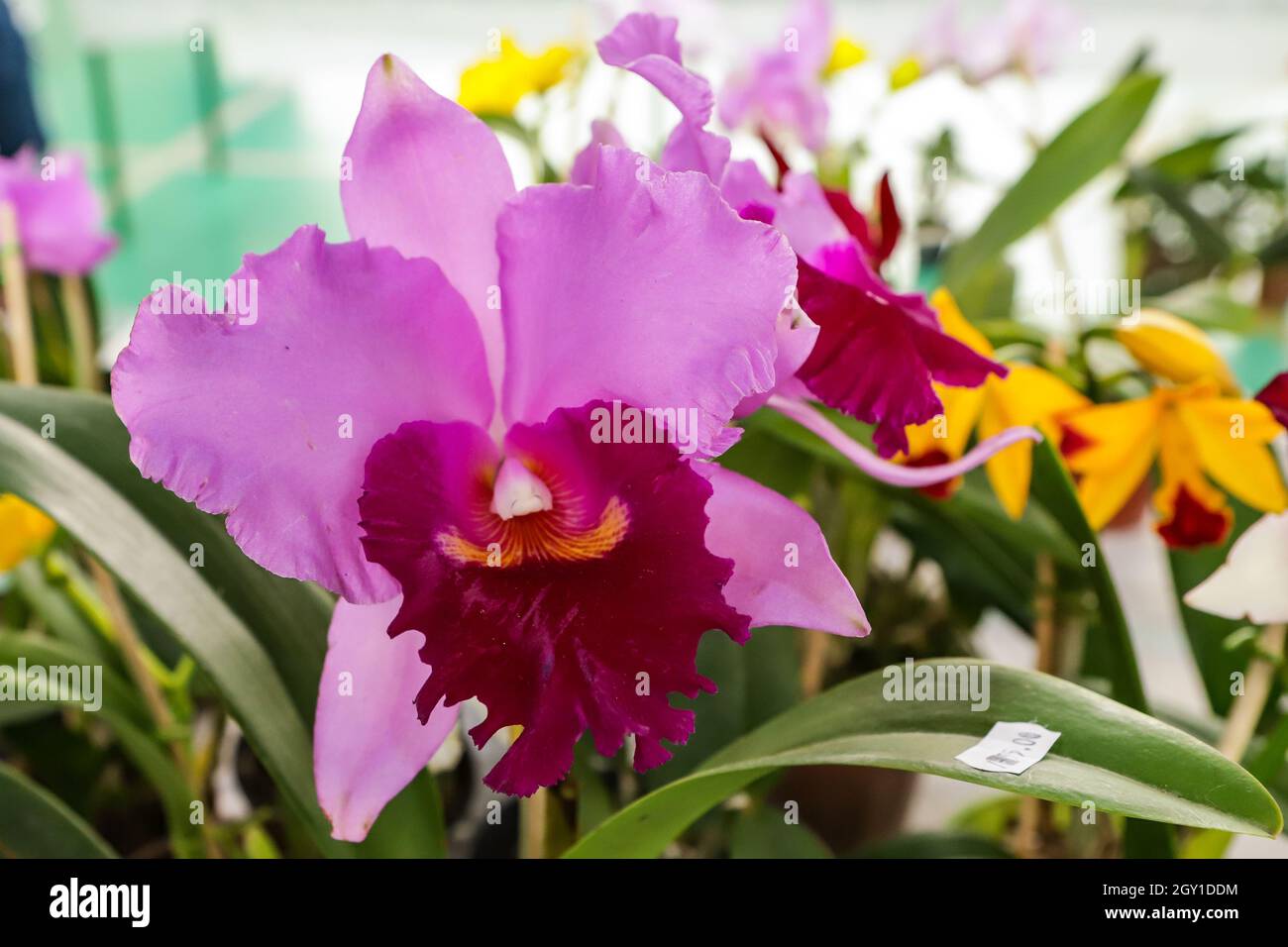 Crimson Cattleya orchid flower with center focus and rest of image blurred Stock Photo