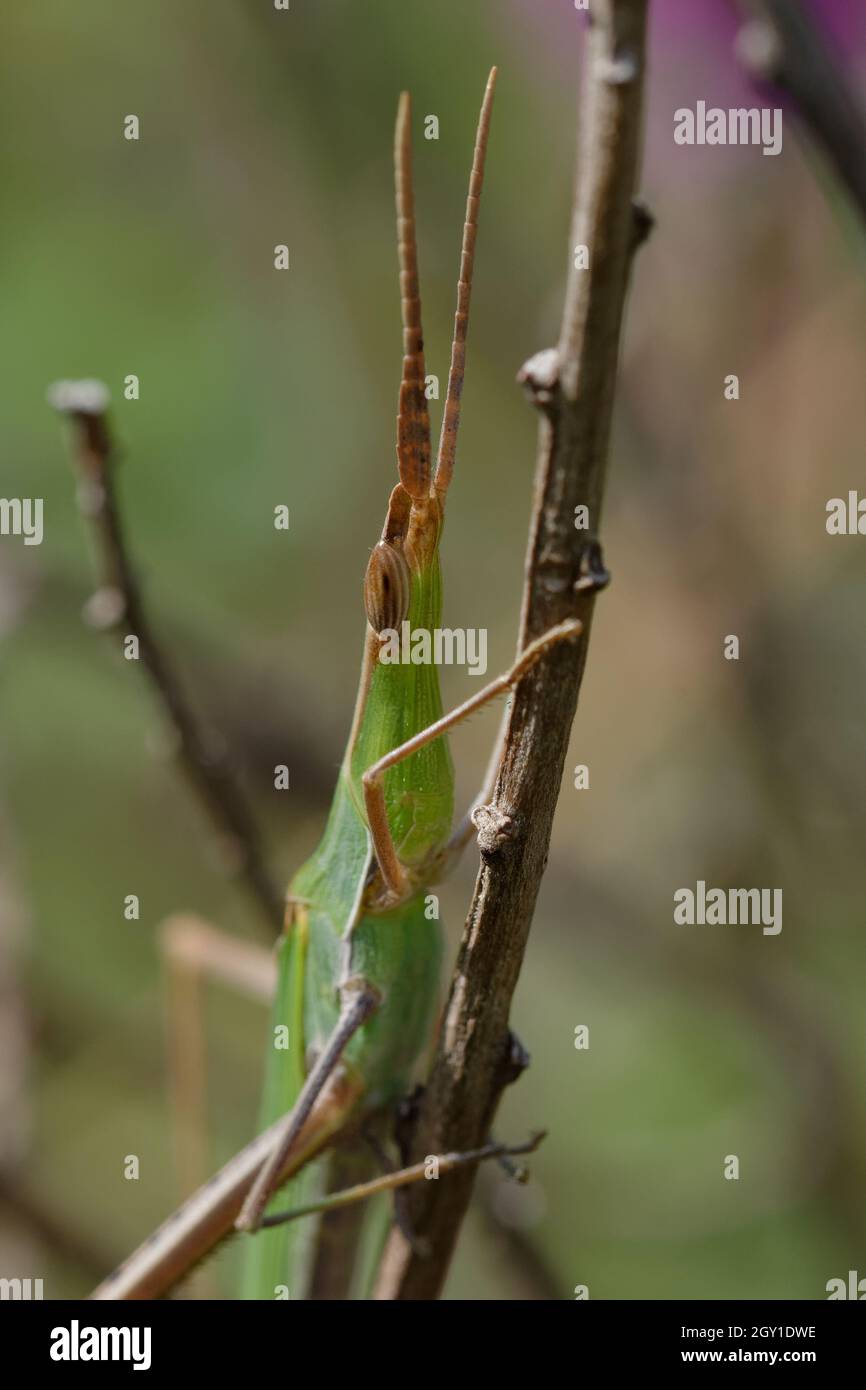 Agrica ungarica (Common cone-headed grasshopper, or Nosed grasshopper, or Mediterranean slant-faced grasshopper) Stock Photo