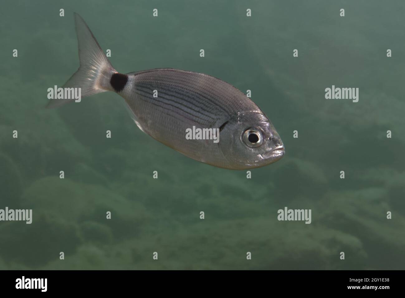 Saddled Seabream oblada Melanura In Mediterranean Sea Stock Photo Alamy saddled-seabream-oblada-melanura-in-mediterranean-sea-stock-photo-alamy