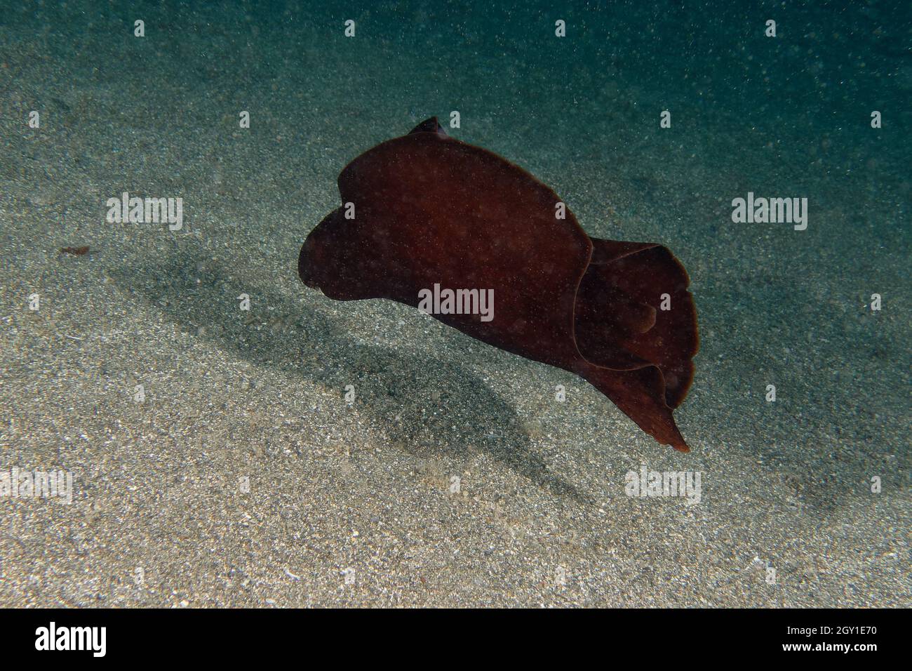 Mottled Sea Hare Or Sooty Sea Hare Aplysia Fasciata In Mediterranean mottled-sea-hare-or-sooty-sea-hare-aplysia-fasciata-in-mediterranean