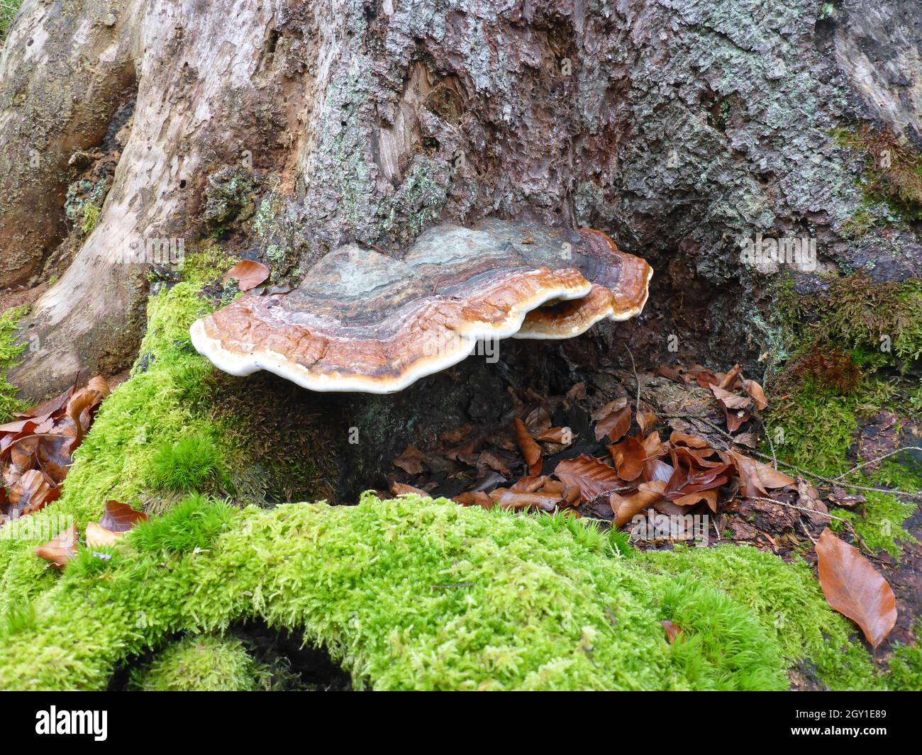 Red banded polypore, polypore mushroom / Fomitopsis pinicola / Fichtenporling Stock Photo