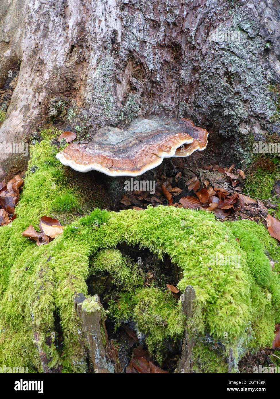 Red banded polypore, polypore mushroom / Fomitopsis pinicola / Fichtenporling Stock Photo