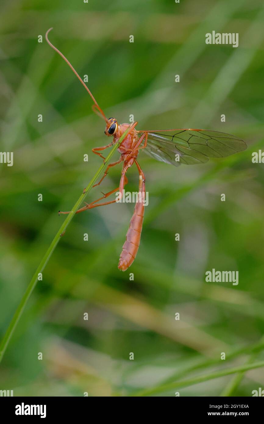 Ichneumonid wasp (Ophion sp Stock Photo - Alamy