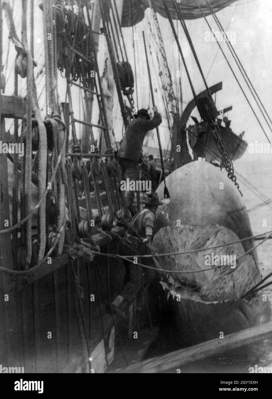 Vintage photo circa 1903 of men cutting up the carcass of a dead sperm whale  on board a whaling ship off of New Bedford, Massachusetts Stock Photo