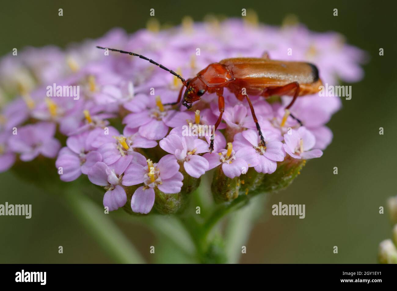 Common red soldier beetle or Bloodsucker beetle or Hogweed Bonking