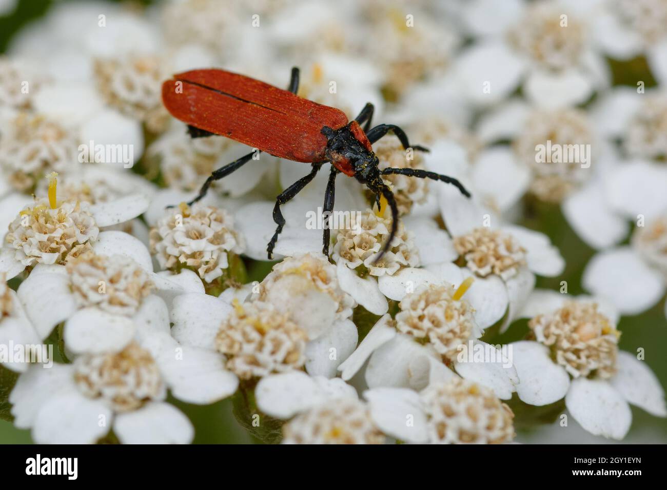 Net-winged beetle (Lygistopterus sanguineus) on flowers Stock Photo