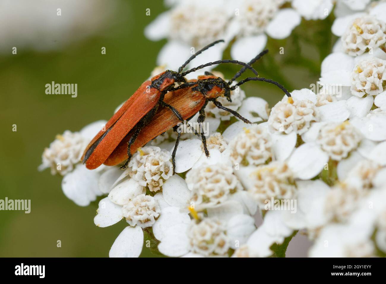 Net-winged beetles (Lygistopterus sanguineus) - mating on flowers Stock Photo
