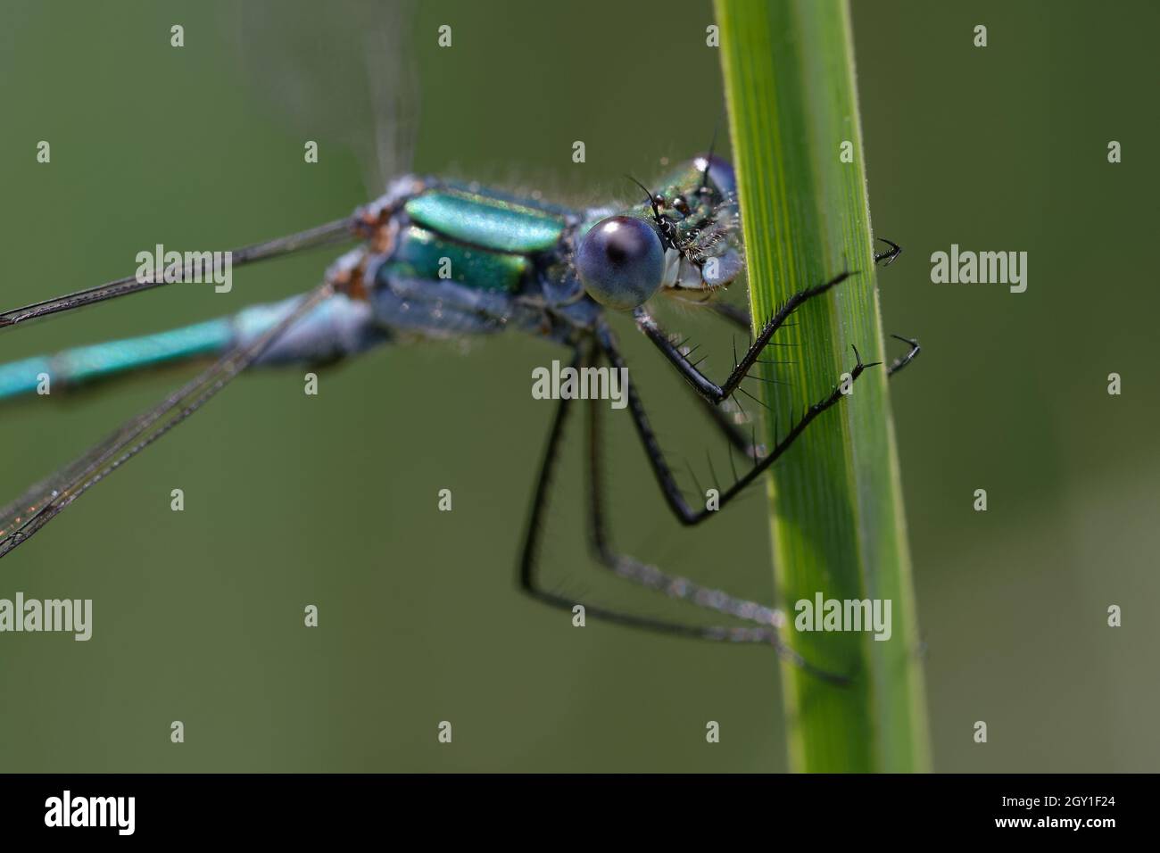 Male emerald damselfly or common spreadwing (Lestes sponsa Stock Photo ...