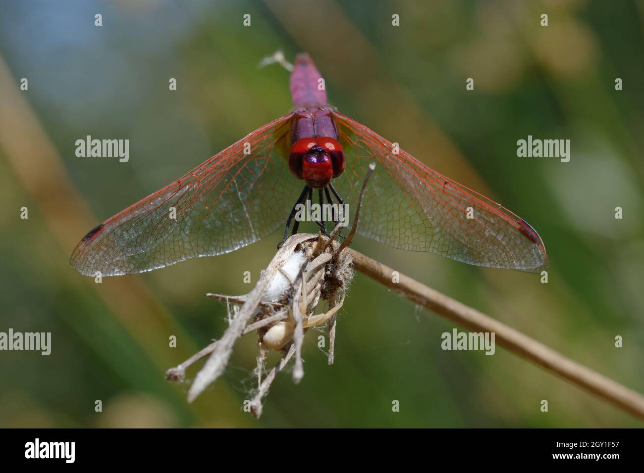 Male Violet Dropwing (Trithemis annulata) on a branch Stock Photo