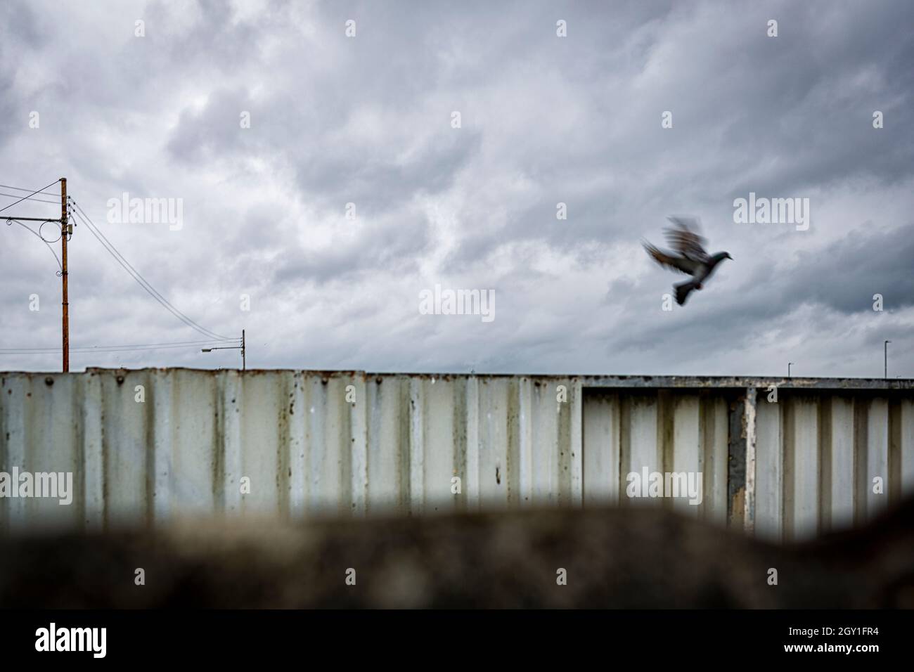 Pigeon flying, Glasgow, Scotland Stock Photo