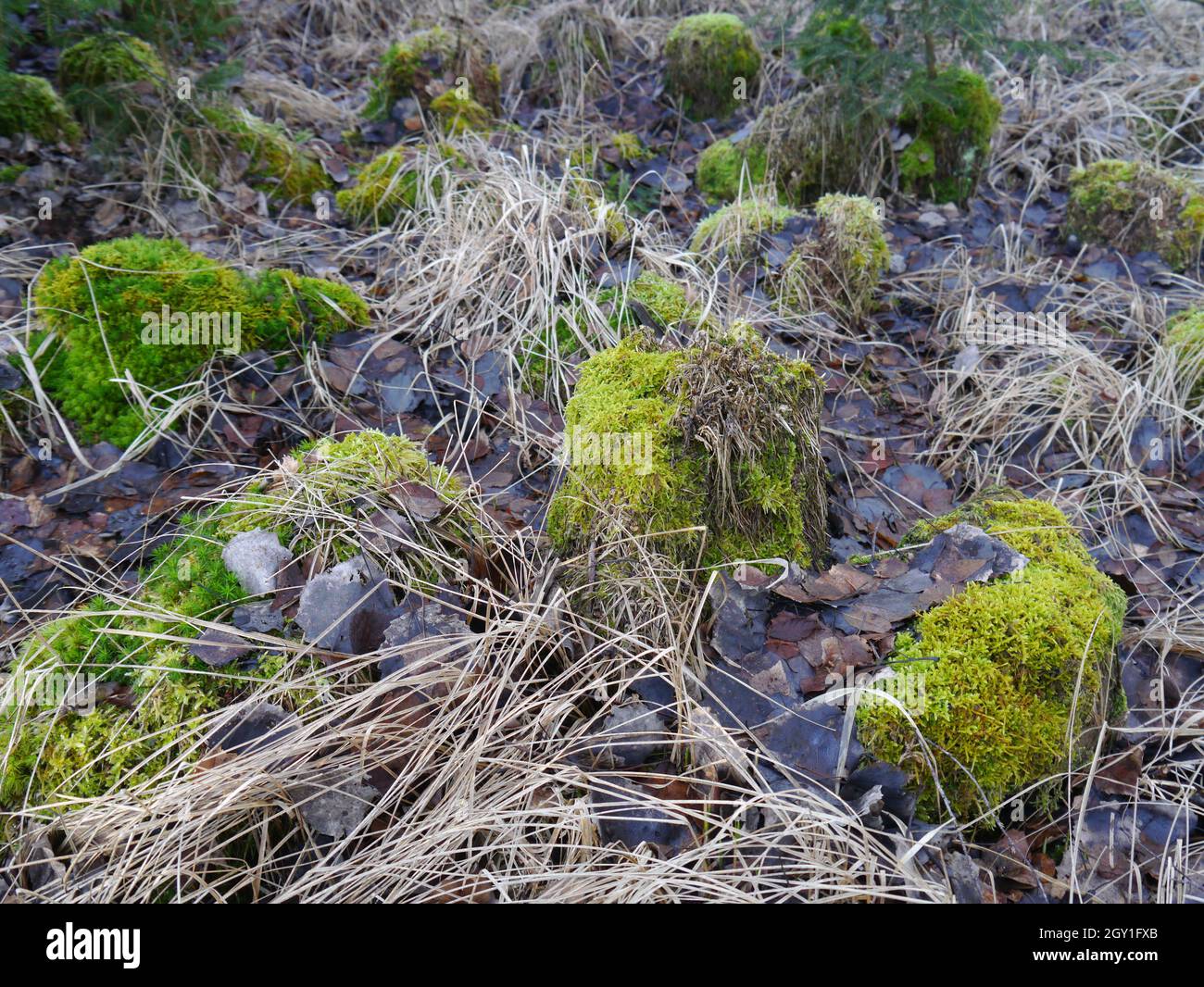 mossy ground Stock Photo