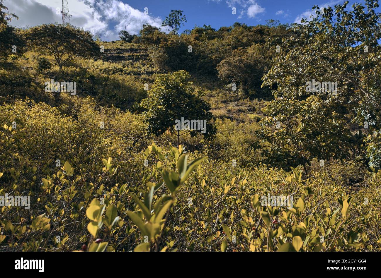 Los yungas coroico hi-res stock photography and images - Alamy