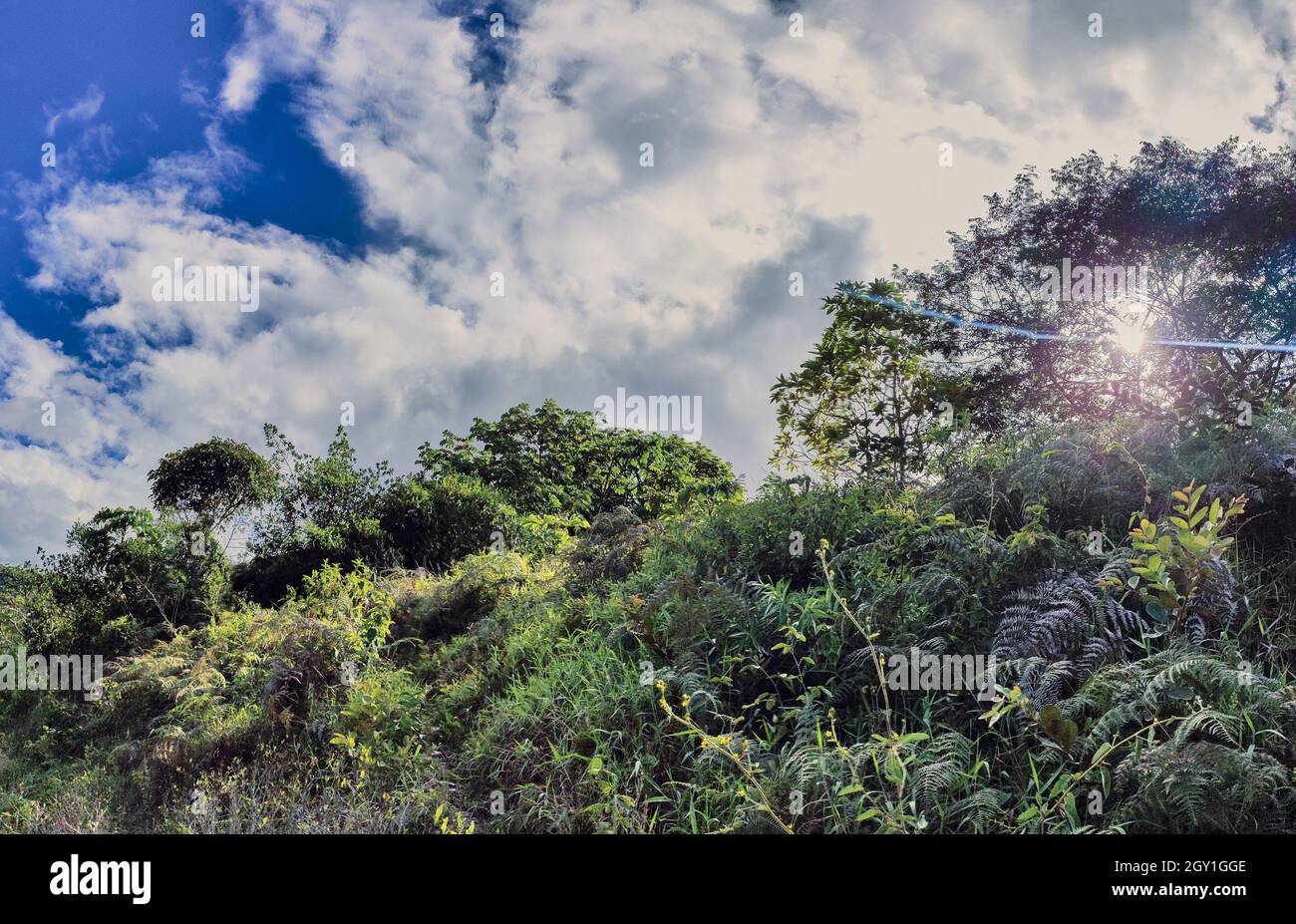 Los Yungas La Paz Bolivia High Resolution Stock Photography and Images ...
