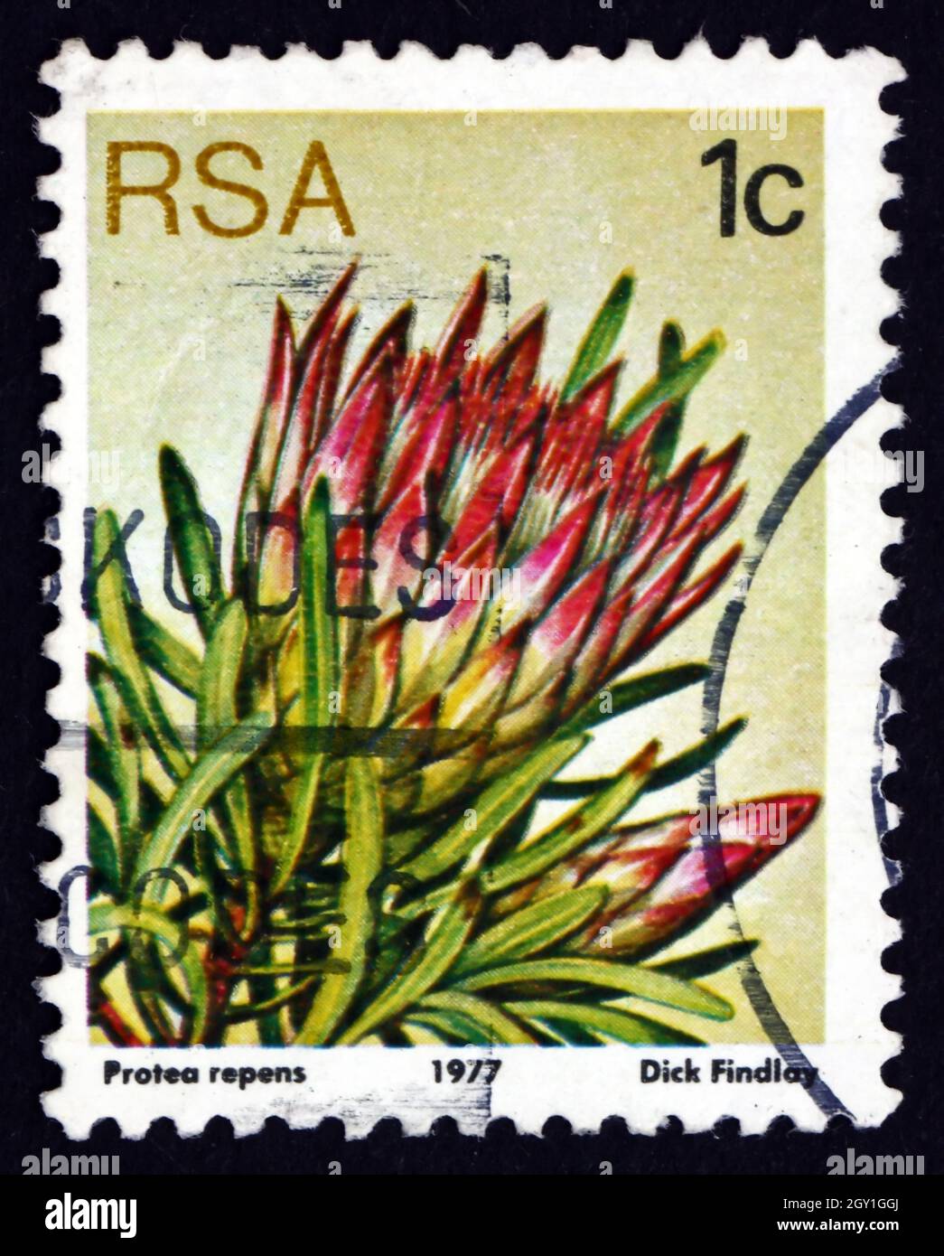 SOUTH AFRICA - CIRCA 1977: a stamp printed in South Africa shows Common Sugarbush, Protea Repens, Flowering Plant, circa 1977 Stock Photo