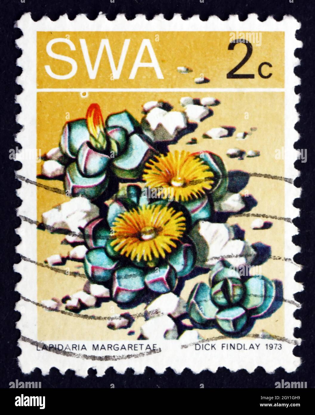 SOUTH WEST AFRICA - CIRCA 1973: a stamp printed in South West Africa shows Karoo Rose, Lapidaria Margaretae, Succulent Plant, circa 1973 Stock Photo