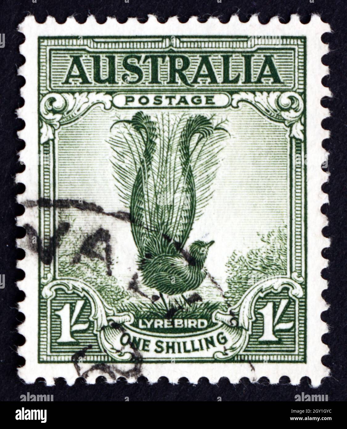 AUSTRALIA - CIRCA 1941: a stamp printed in the Australia shows Male Superb Lyrebird, Menura Novaehollandiae, Songbird, circa 1941 Stock Photo