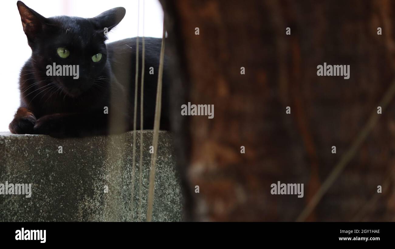 The black cat sits on the wall Stock Photo - Alamy