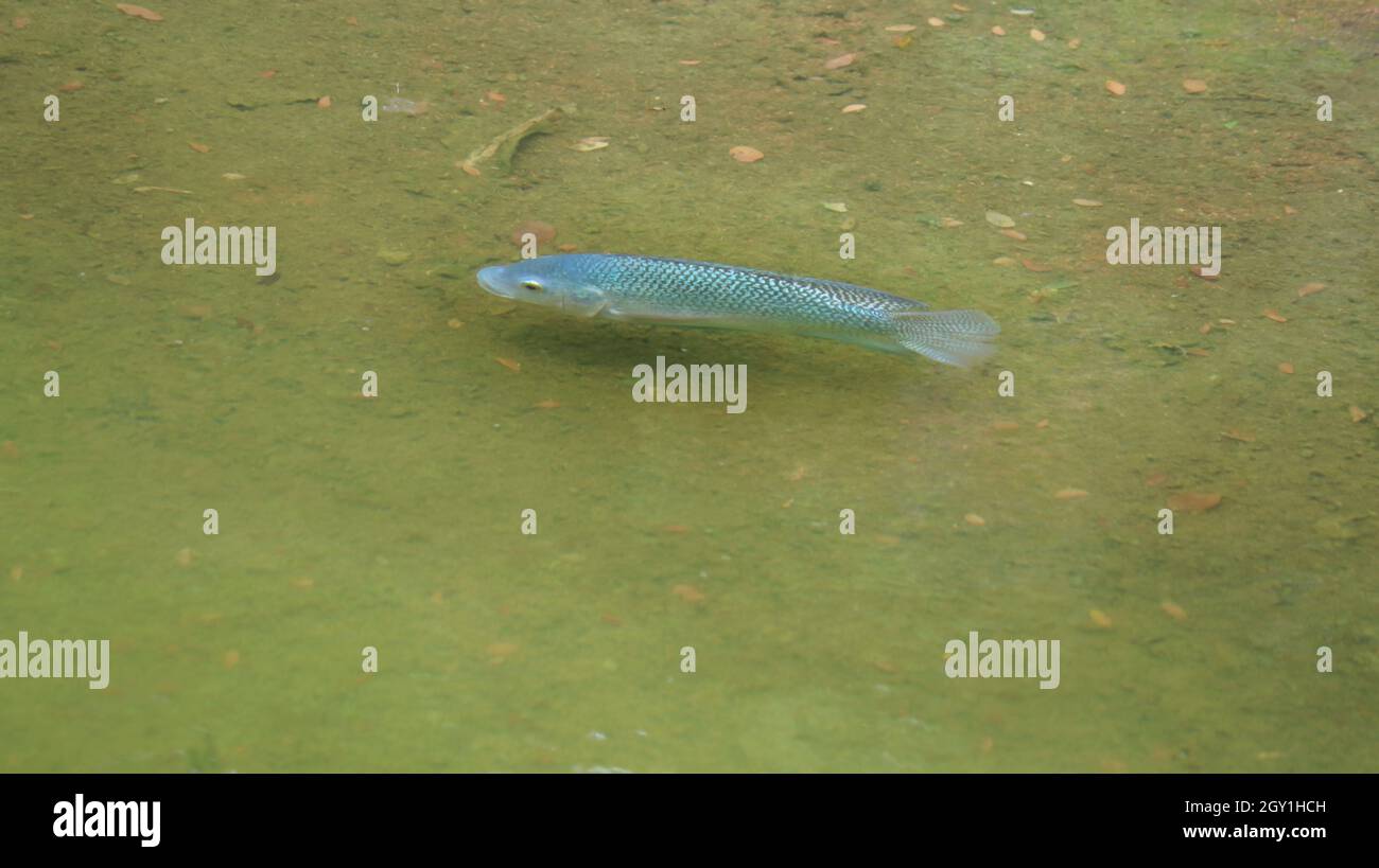 One of the fish in the pond is beautiful Stock Photo