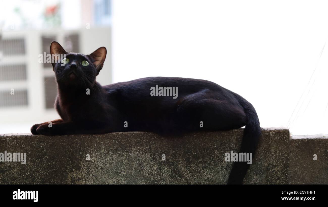 The black cat sits on the wall and looks up Stock Photo - Alamy