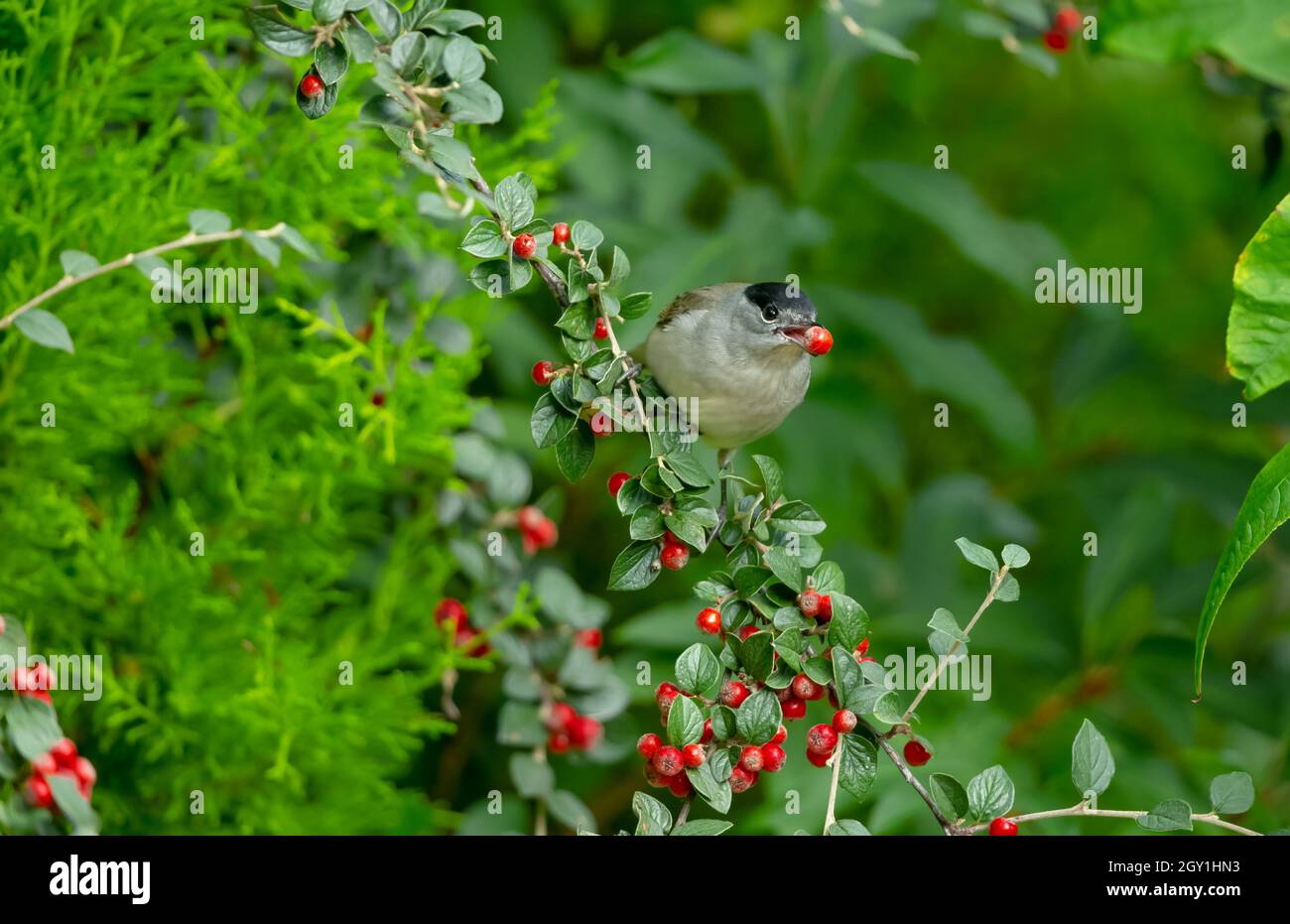 Eurasian Blackcap male bird in Autumn with red Cotoneaster berry in his beak.  Blurred background.  Scientific name: Sylvia atricapilla.  Facing forwa Stock Photo