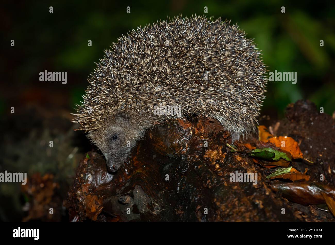 Hedgehog, Scientific name Erinaceus Europaeus. Wild, native, European