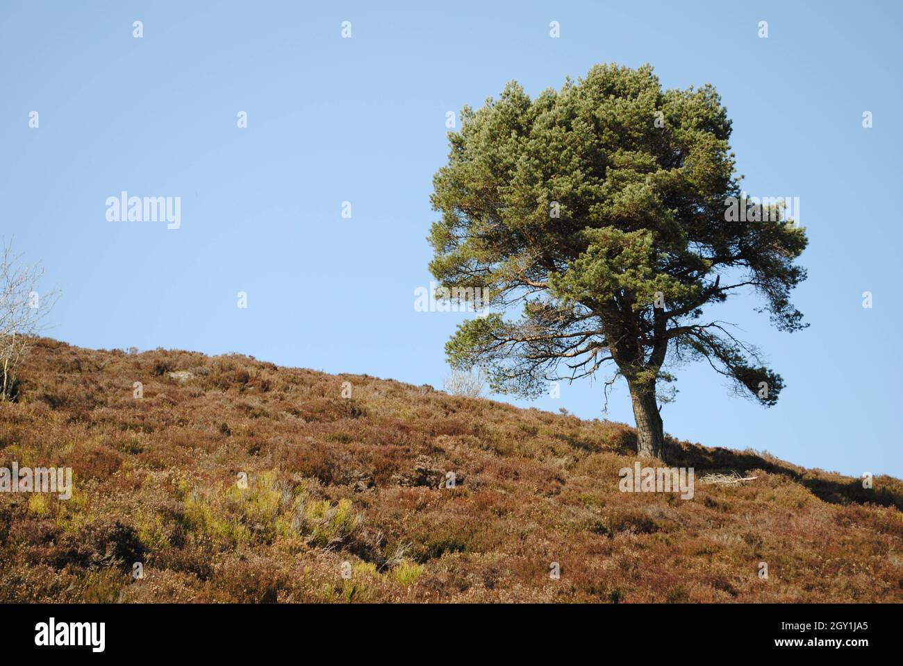 Tree On a Hill Stock Photo