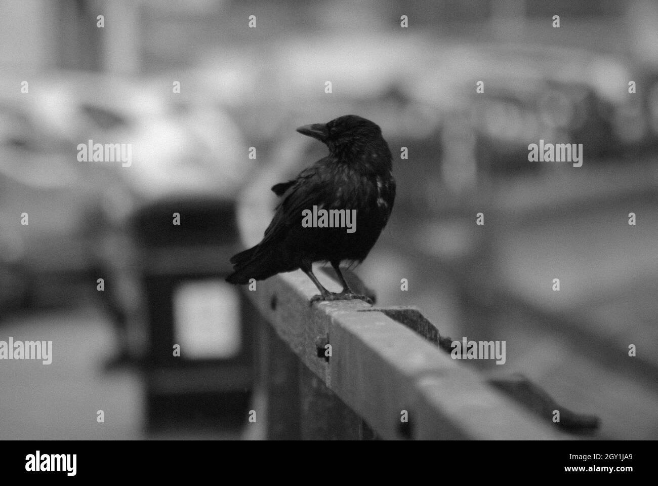 Black and White Crow Stock Photo