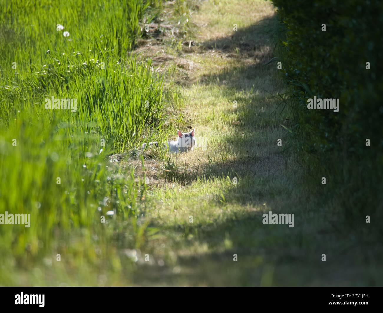White Cat Sleeping in the Grass on a Sunny Day Stock Photo