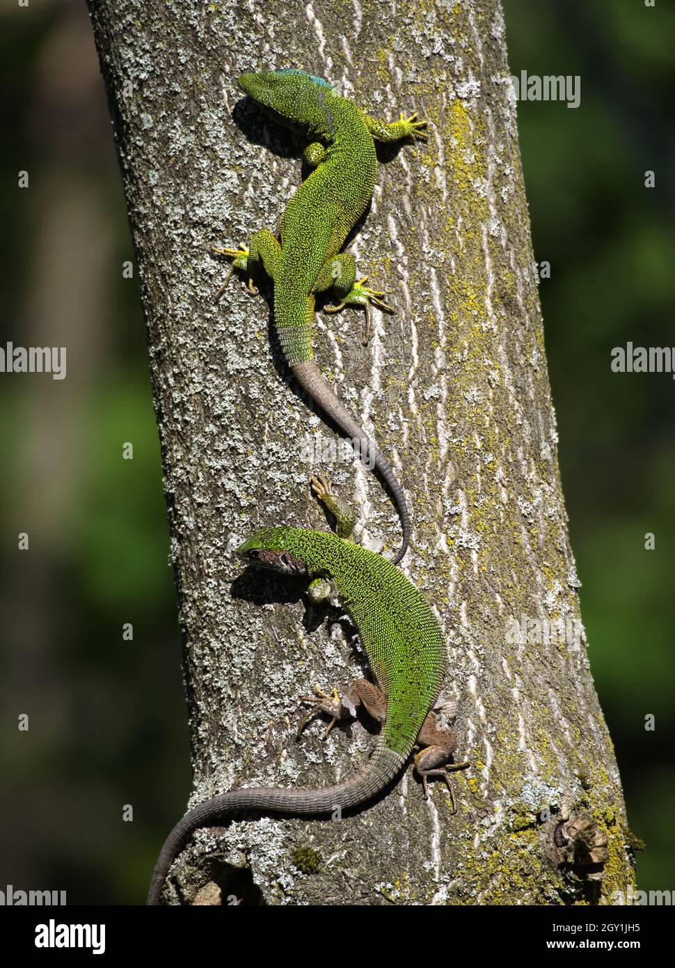 European Green Lizard Couple on a Tree Trunk Stock Photo