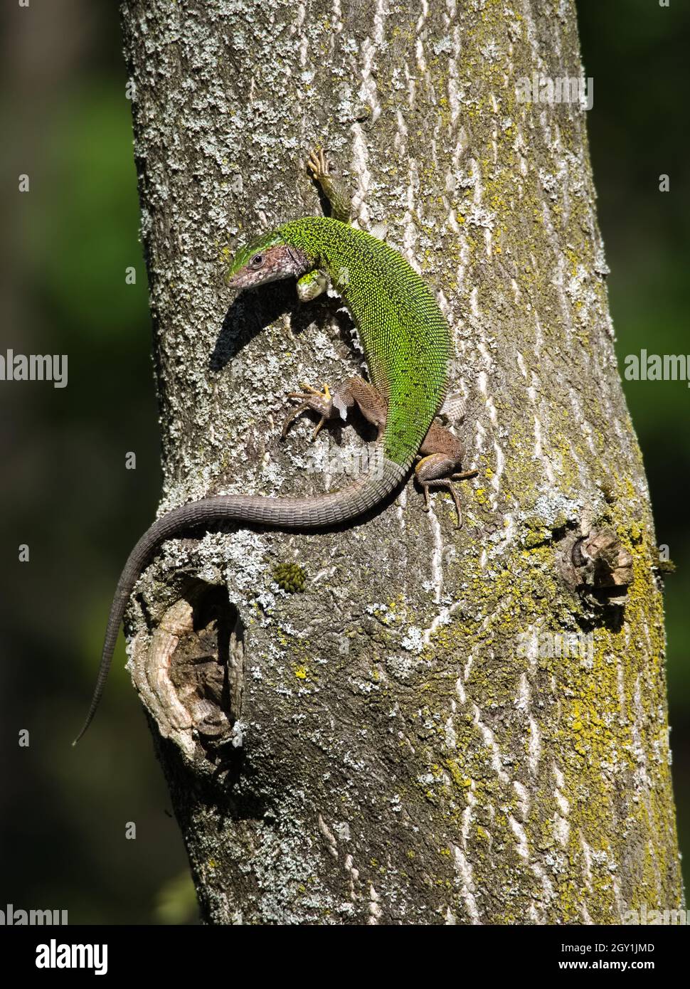 European Green Lizard Female on a Tree Trunk Stock Photo