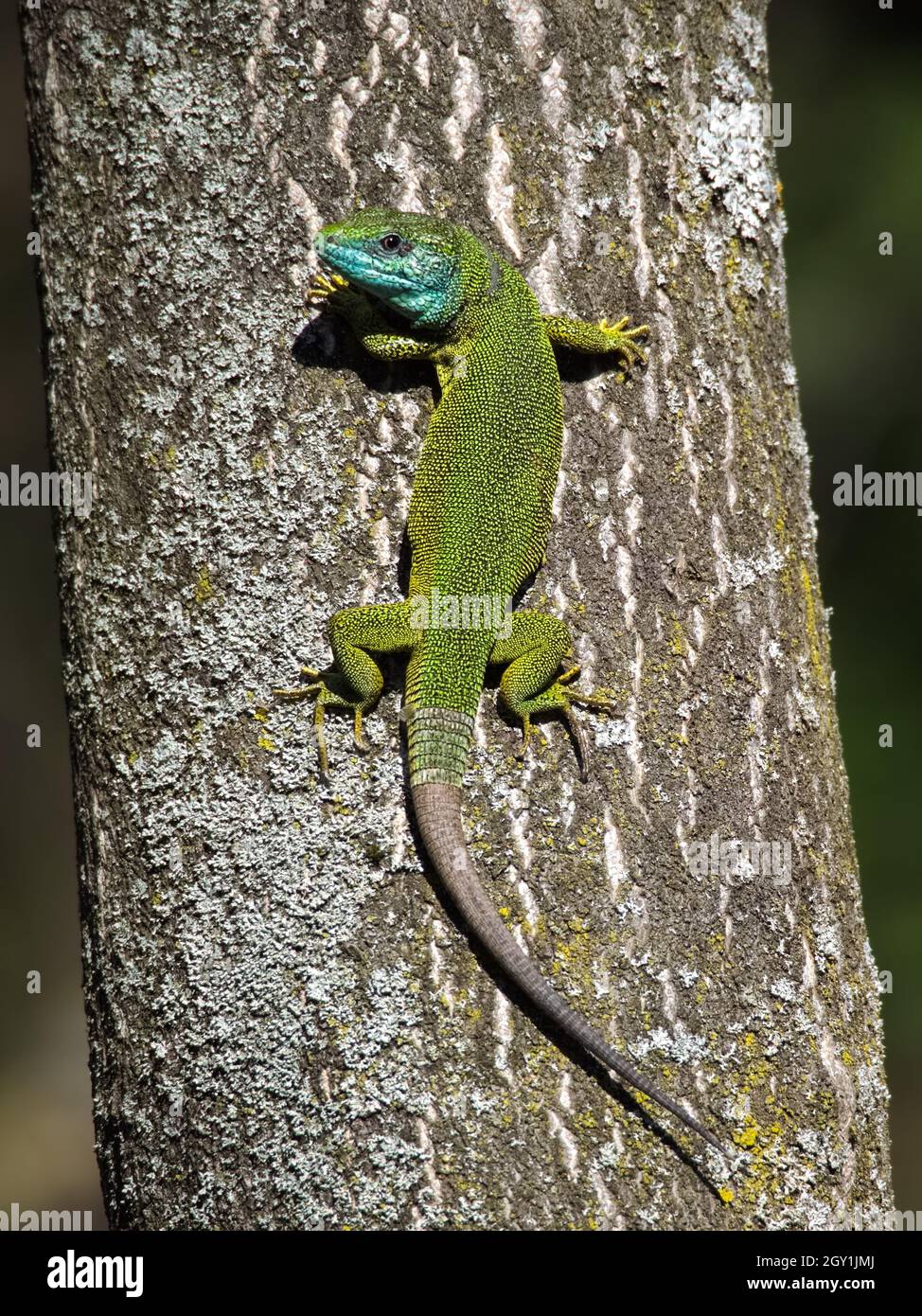 European Green Lizard Male on a Tree Trunk Stock Photo