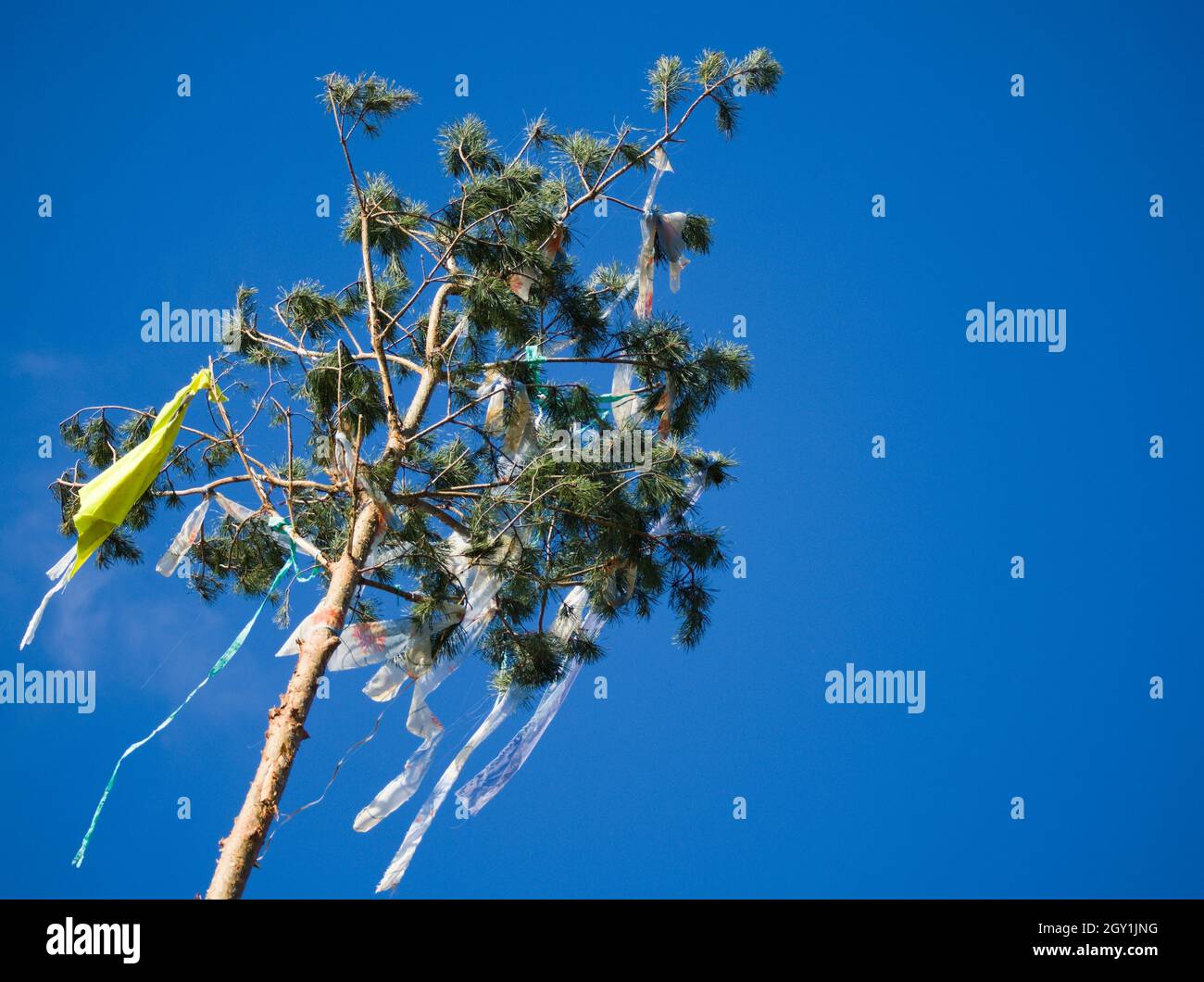 Maypole from Pine Tree with Clear Blue Sky on a Sunny Day Stock Photo