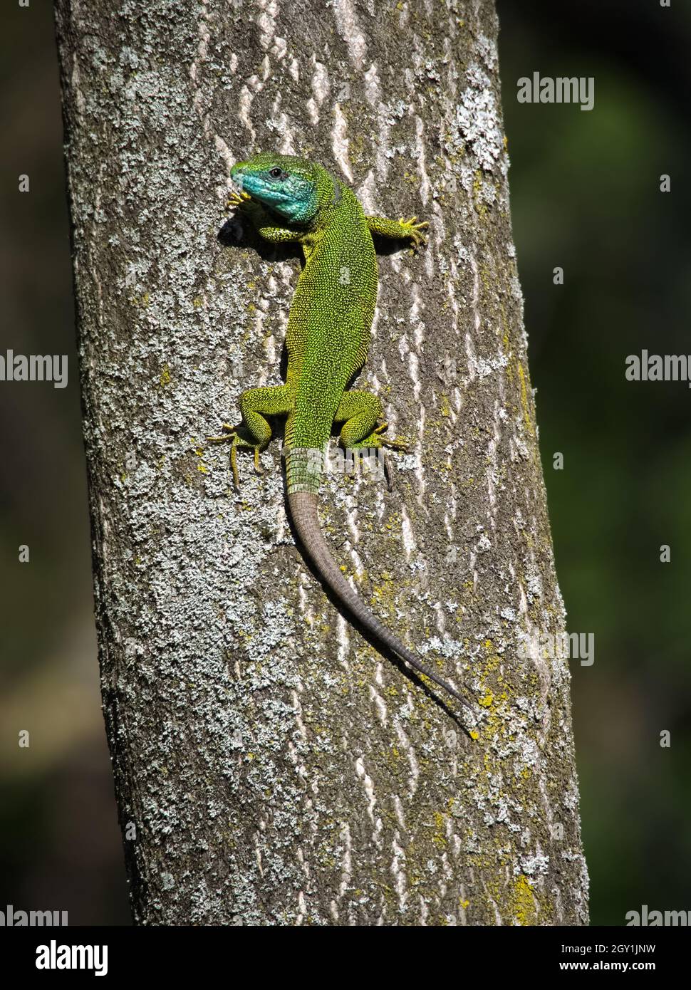 European Green Lizard Male on a Tree Trunk Stock Photo