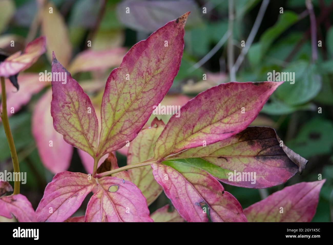 End of life for leaves as they start to display their final  beautiful colours Stock Photo