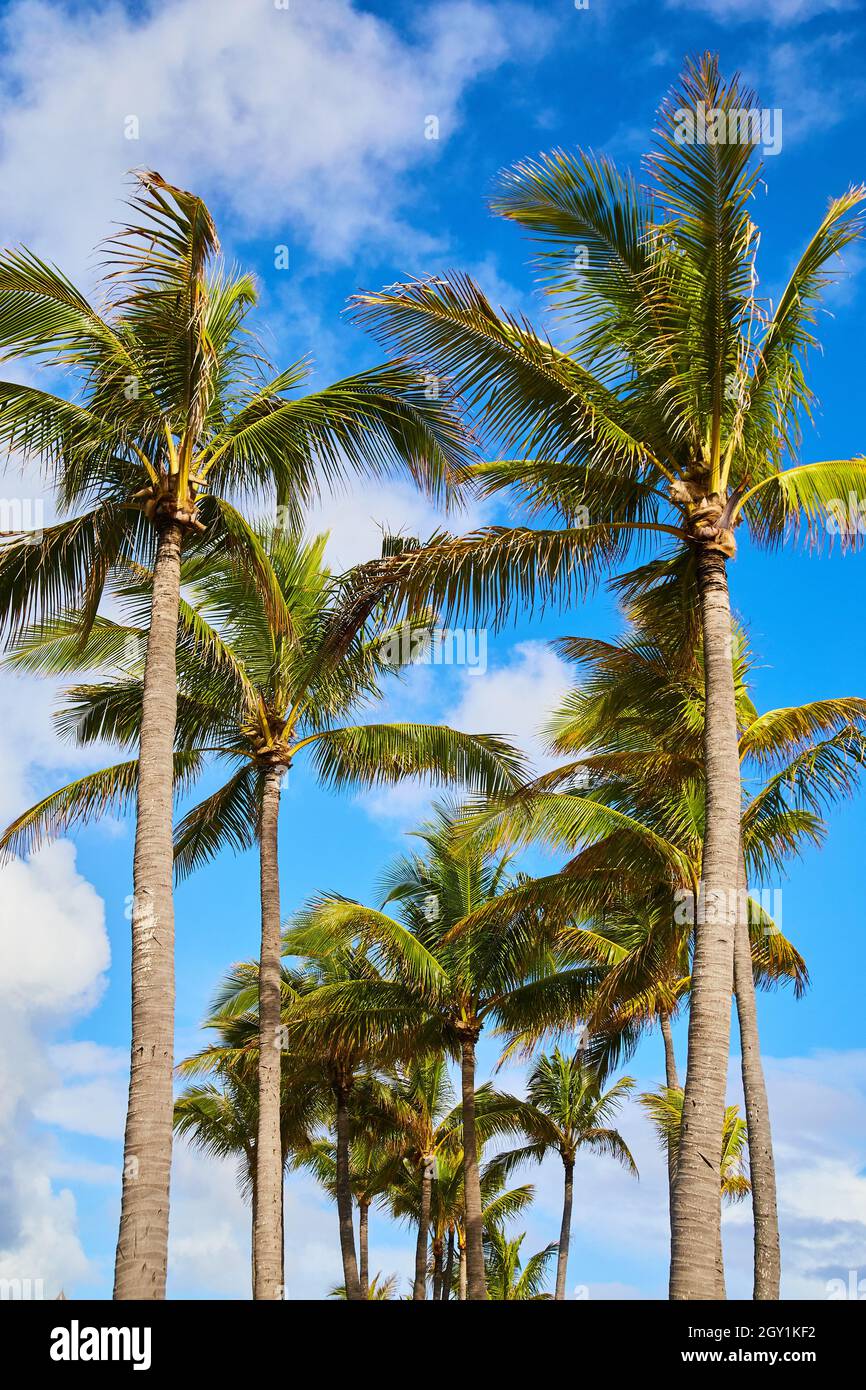 View of tall palm trees in tropics with blue sky Stock Photo - Alamy