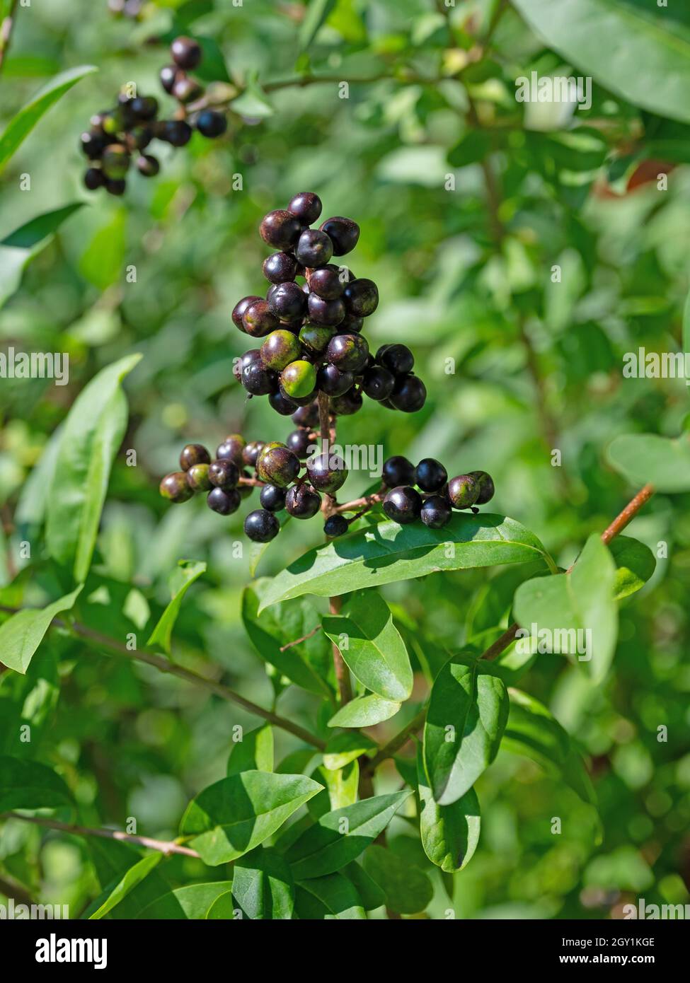 Privet ligustrum berries hi-res stock photography and images - Alamy