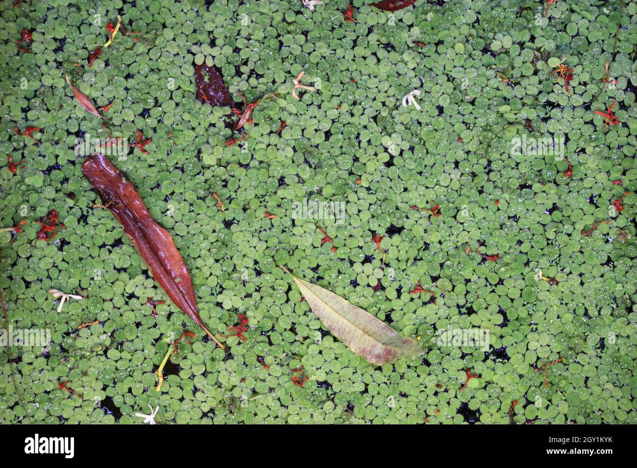 duckweed in a greenhouse in paris (france) Stock Photo